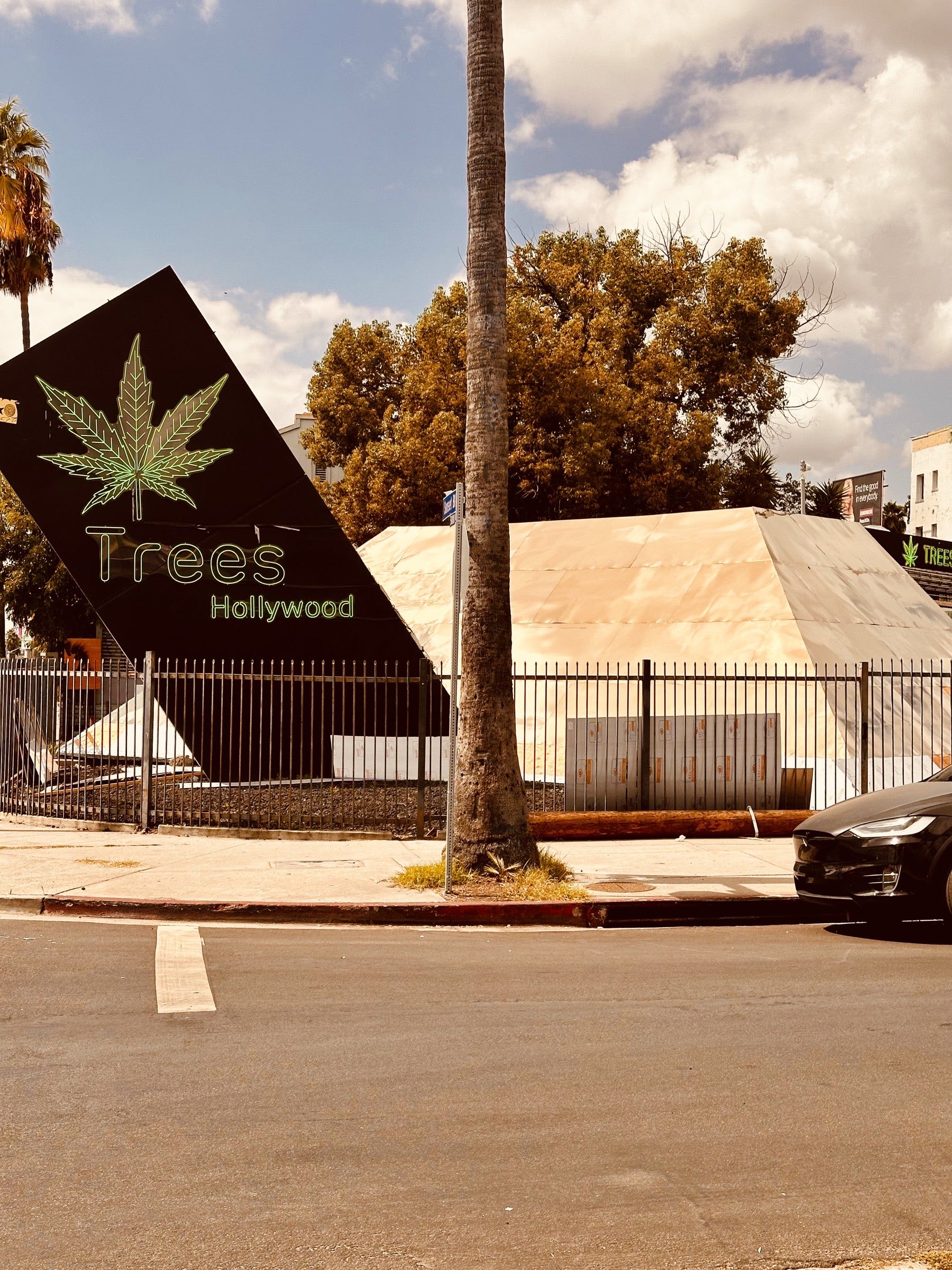 Trees Hollywood — Instagram post